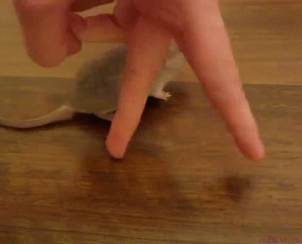 趣图：教你4步成功撩妹，哈哈，简直了！