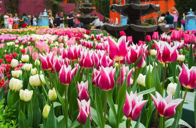 情人节要送花？你知道这些花的花语吗？