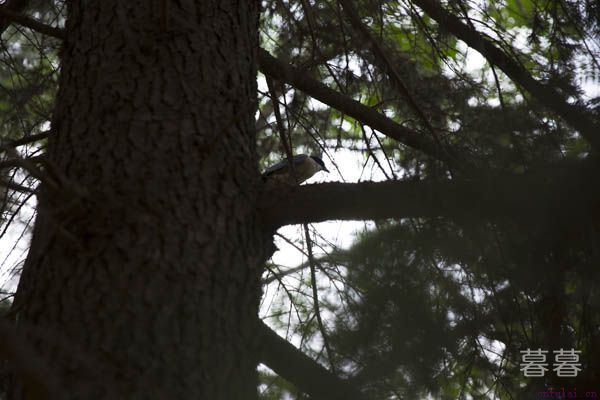 端午节早安心语 愿您开心每一天